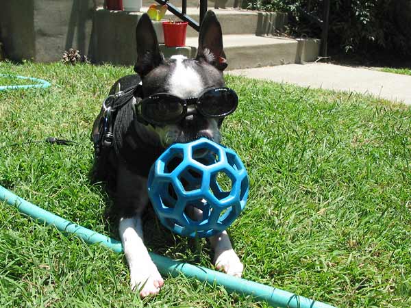 garland wearing doggles